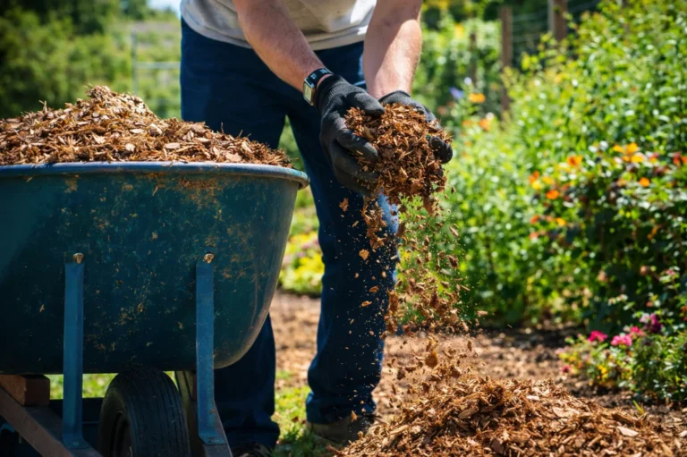 The Essential Fall Garden Cleanup Checklist: 7 Steps to a Healthier Garden Next Spring