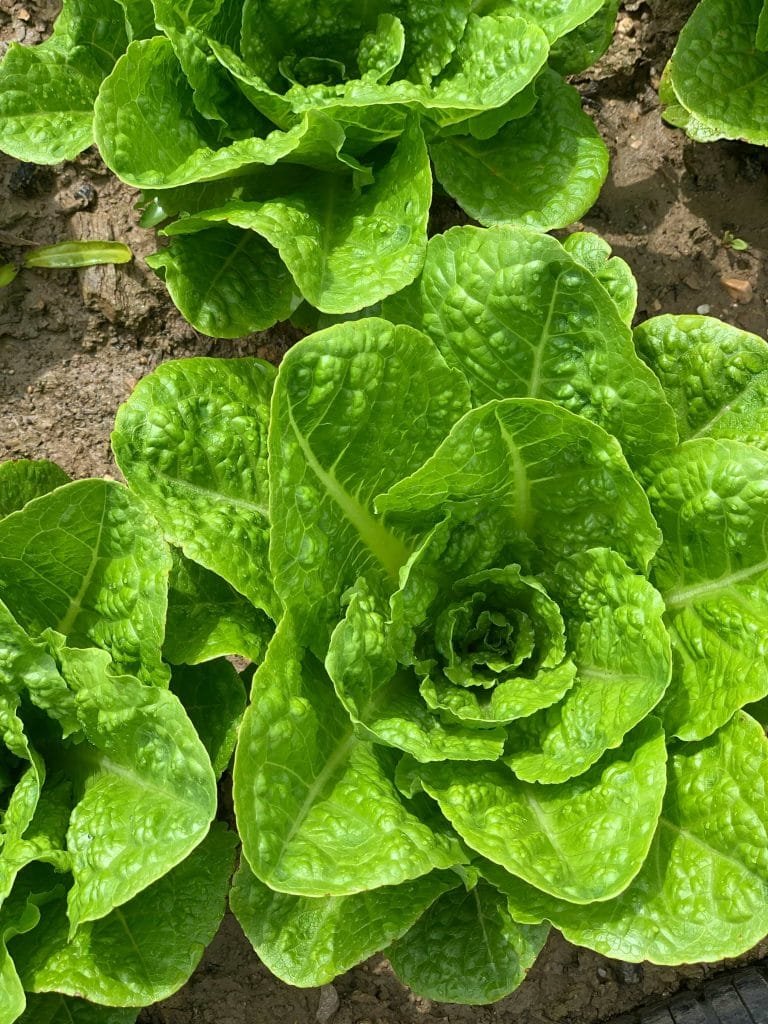 fresh-green-romaine-rettuce in-garden