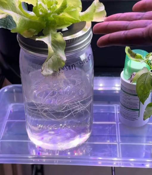 Grow Herbs Without Soil! A Super Simple Hydroponic Mason Jar Herb ...