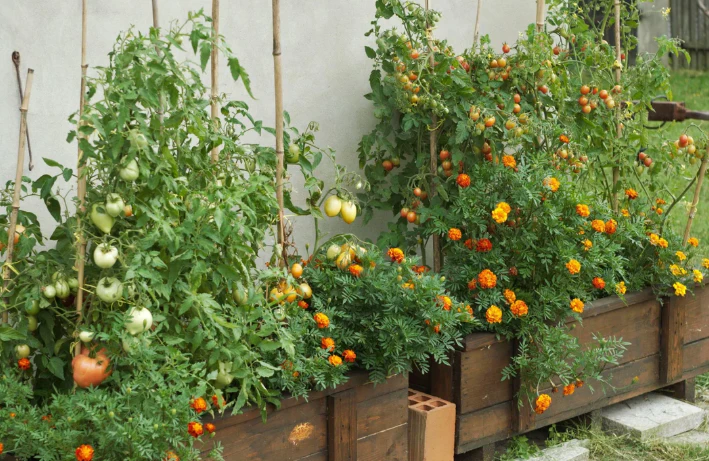 Companion Planting for Beginners: 13 Perfect Pairs for a Healthier Vegetable Garden