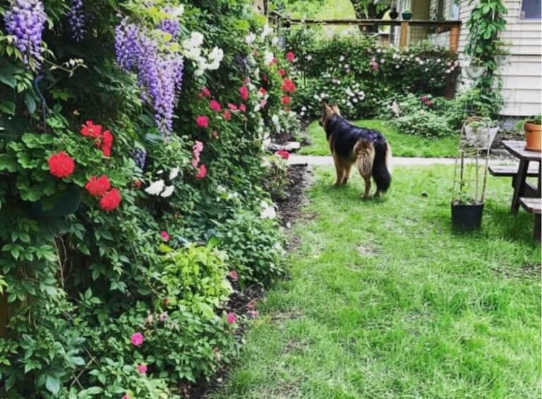 11 Creative Privacy Fence Ideas for a Beautiful & Secluded Backyard