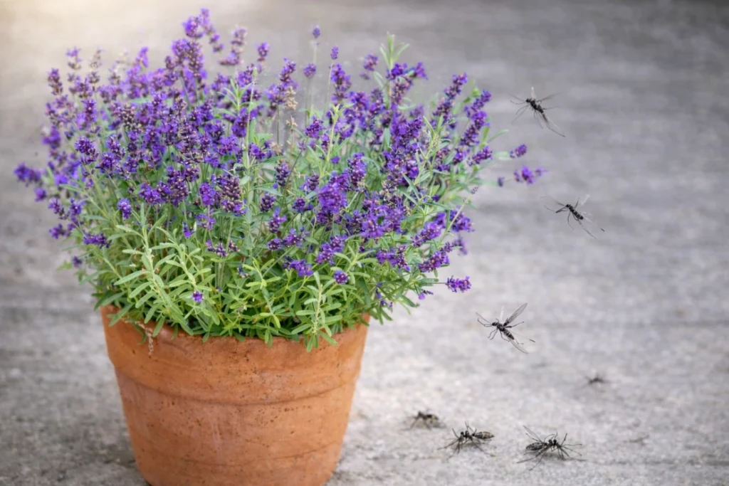 15 Mosquito Repelling Plants That Actually Work (Backed by Science)