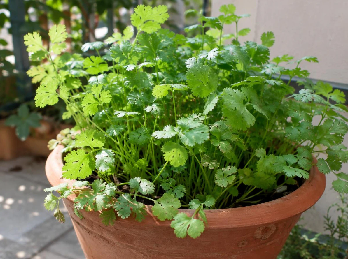 How to Grow Cilantro