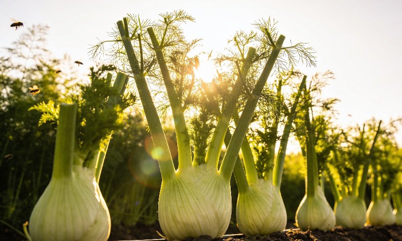 How to Grow Fennel: Planting, Care and Harvesting Like a Pro